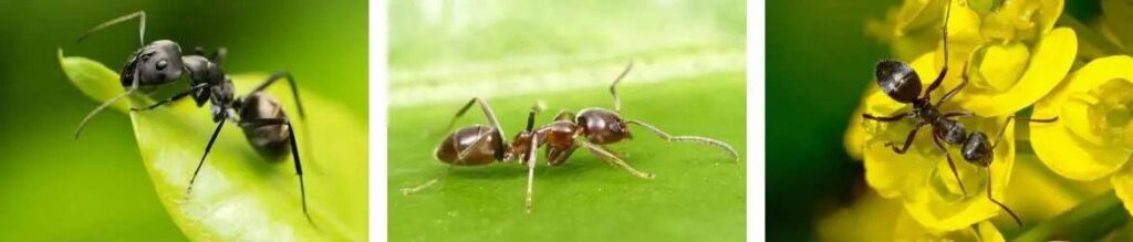 dezinsectie tipuri de furnici
