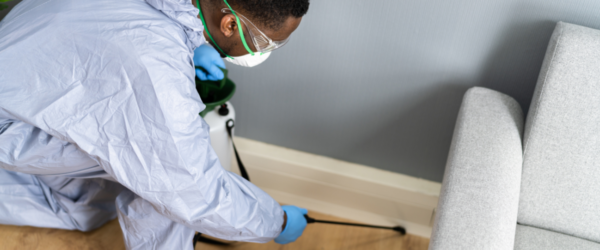 Infestări în Locuințe: Ce Poți Face Împotriva Dăunătorilor în Apartament