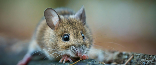 Combaterea Rozătoarelor: Cum Folosești Corect Capcanele și Substanțele