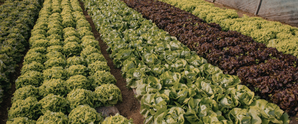 Omizile în Culturi Protejate: Cum le Identifici și le Ții Sub Control