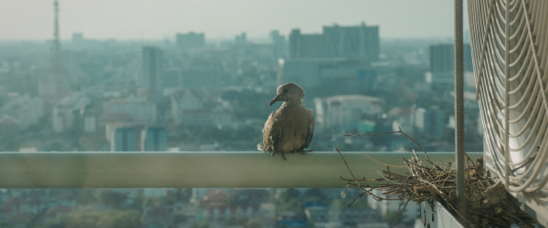 Păsările pe Acoperișuri și Fațade: Cum Previi Daunele și Infestarea